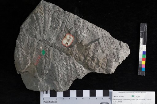 Odontopteris osmundaeformis Shumard