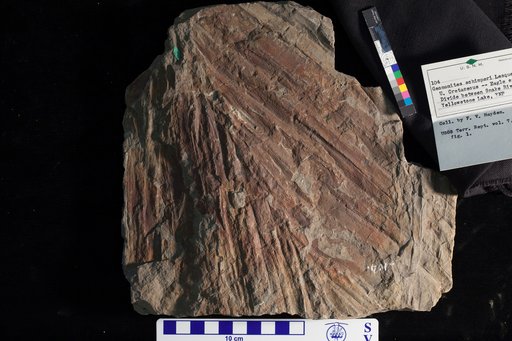 Geonomites schimperi Lesquereux