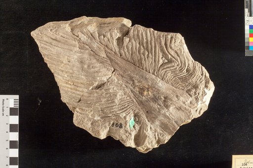 Sabalites grayanus Lesquereux