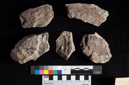 Caulinites fecundus Lesquereux