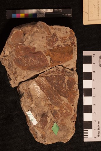 Zingiberites ? undulatus Lesquereux
