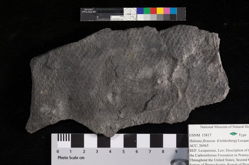 Halonia flexuosa (Goldberg) Lesquereux