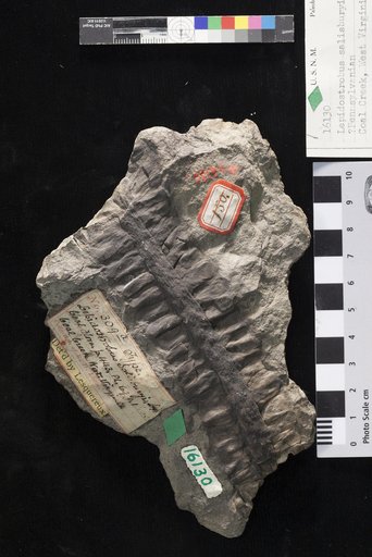 Lepidostrobus salisburyi Lesquereux