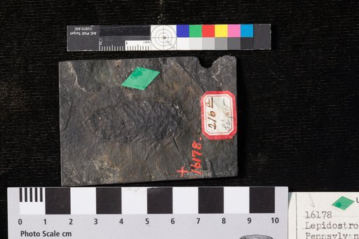 Lepidostrobus hastatus Lesquereux