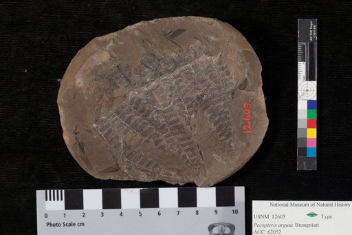 Pecopteris arguta Brongniart