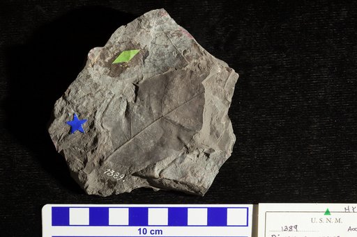 Diospyros anceps Heer