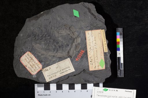 Pseudopecopteris sillimanni (Brongniart) Lesquereux