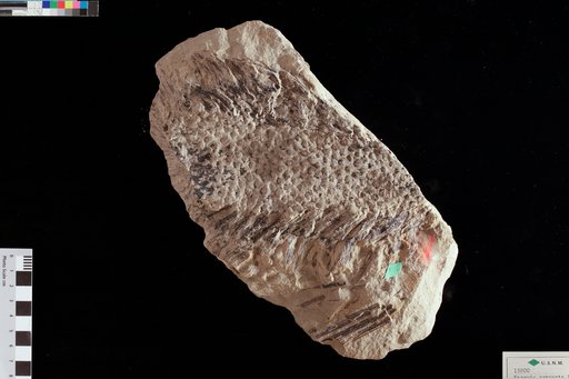 Knorria compacta Lesquereux