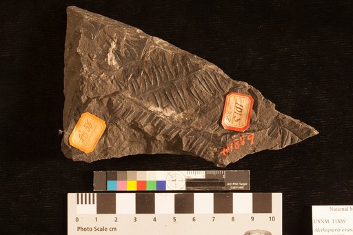 Alethopteris evansi Lesquereux