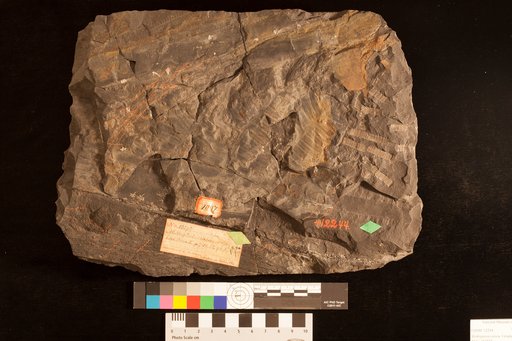 Alethopteris crassa Lesquereux