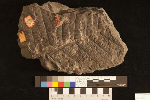 Alethopteris evansi Lesquereux