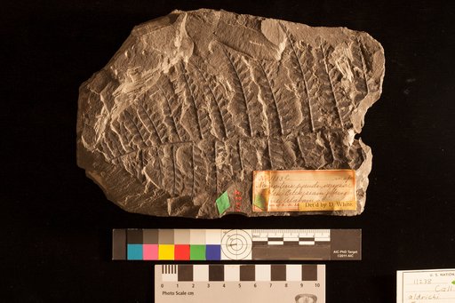 Callipteridium aldrichi Lesquereux