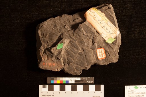 Callipteridium inequale Lesquereux