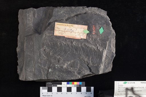 Callipteridium mansfieldi Lesquereux