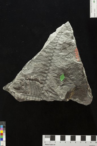 Pecopteris georgiana Lesquereux