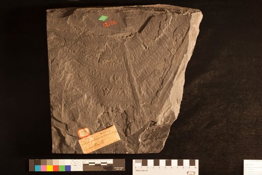 Alethopteris robusta Lesquereux