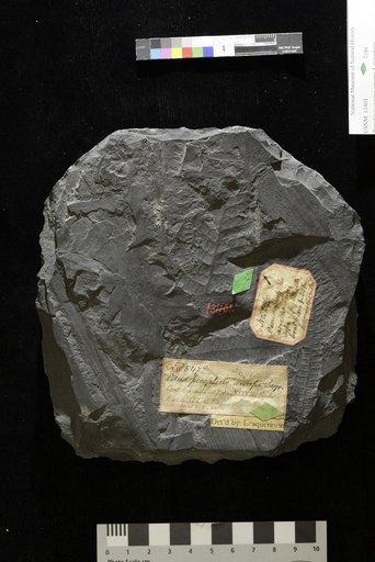 Pseudopecopteris anceps Lesquereux