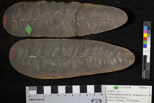 Pseudopecopteris mazoniana Lesquereux