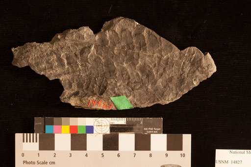 Odontopteris abbreviata Lesquereux