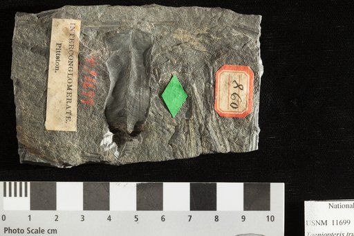 Taeniopheris truncata Lesquereux