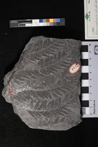 Neuropteris elrodi Lesquereux