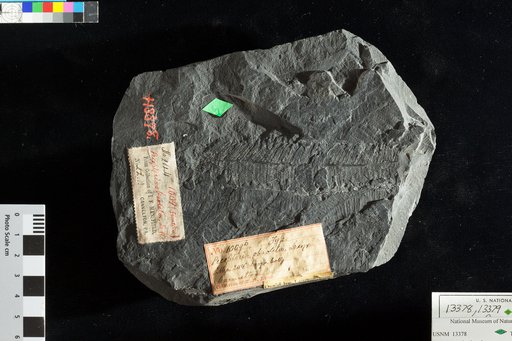 Pecopteris obsoleta Lesquereux
