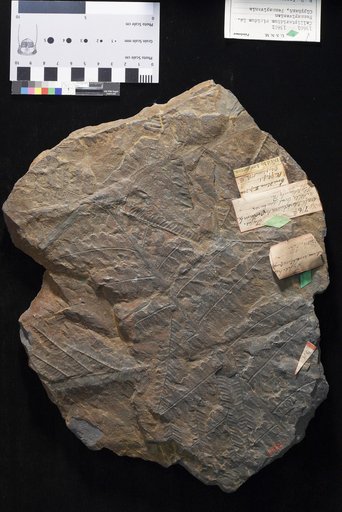 Callipteridium rigidum Lesquereux