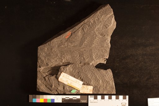 Alethopteris robusta Lesquereux