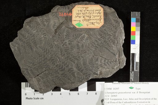 Sphenopteris gravenhorstii var. b Brongniart