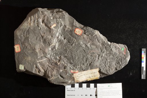 Sphenopteris gravenhorstii var. b Brongniart