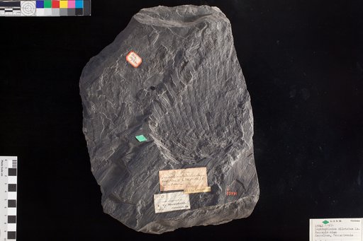 Lepidophloios dilatatus Lesquereux
