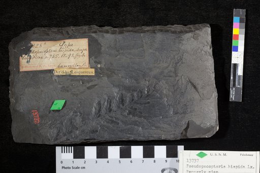 Pseudopecopteris hispida Lesquereux