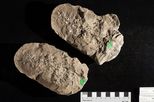 Sorocladus sagittatus Lesquereux