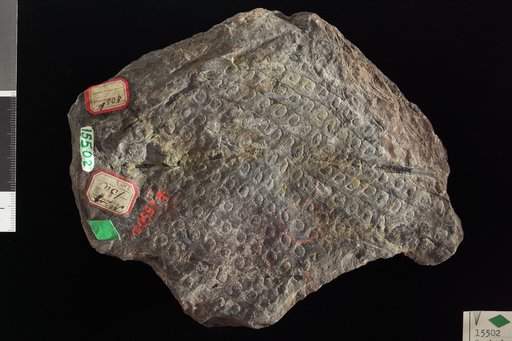 Omphalophloios cyclostigma Lesquereux