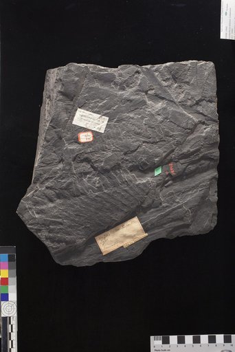 Lepidophloios dilatatus Lesquereux
