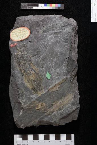 Lepidostrobus butleri Lesquereux