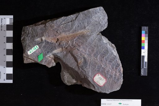 Pecopteris vestita Lesquereux