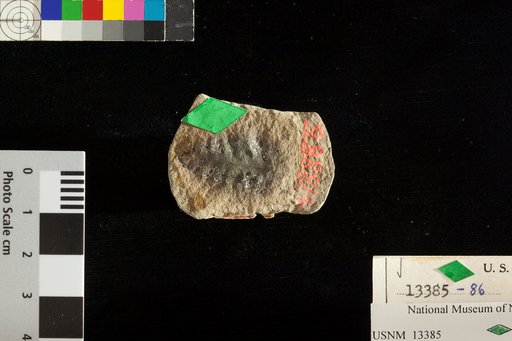 Stellatheca latiloba Danze