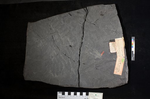 Pseudopecopteris newberryi Lesquereux