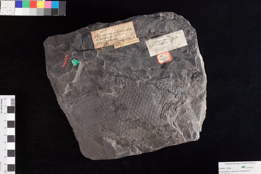 Lepidophloios dilatatus Lesquereux