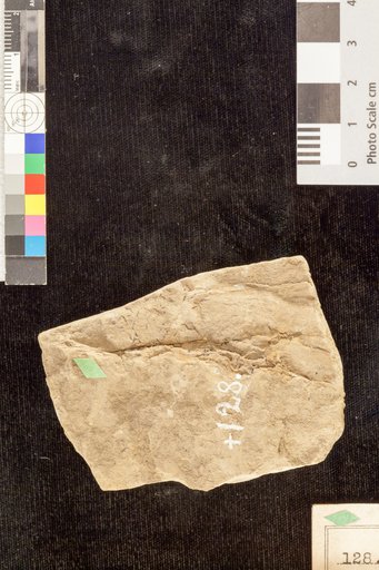 Opegrapha antiqua Lesquereux