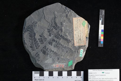 Palaeophycus clintoni Lesquereux