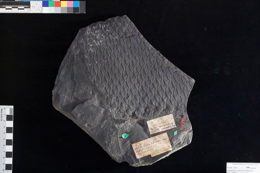 Lepidophloios dilatatus Lesquereux