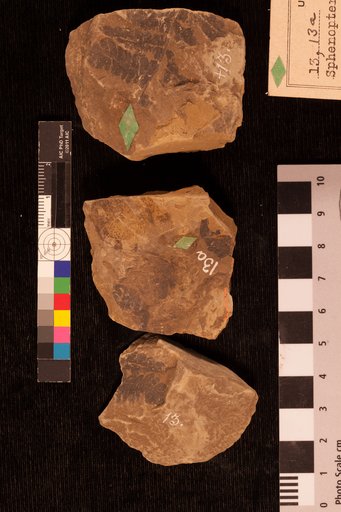 Sphenopteris nigricans Lesquereux