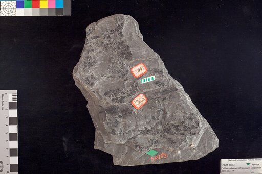 Callipteridium membranaceum Lesquereux