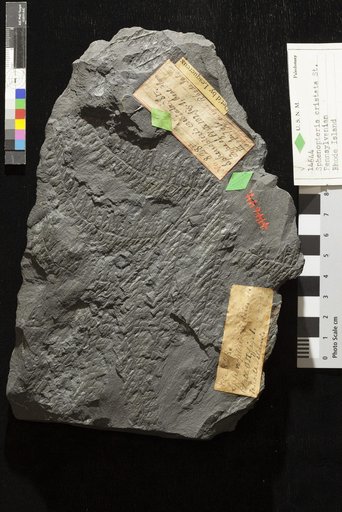 Sphenopteris cristata (Brongniart) Presl