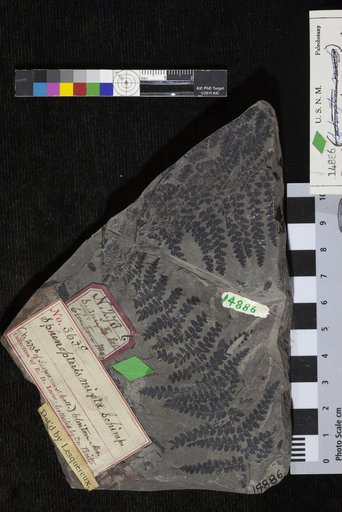 Pseudopecopteris nummularia Gutbier