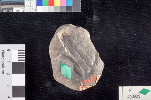 Callipteridium sinuatum (Brongniart) Lesquereux
