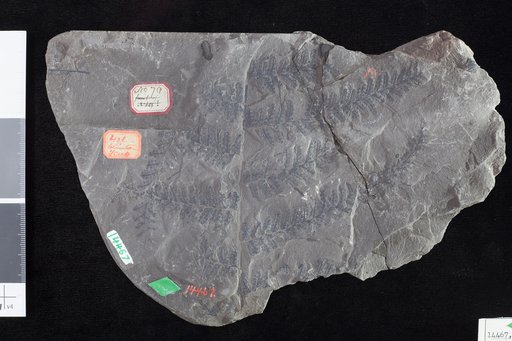 Oligocarpia missouriensis White