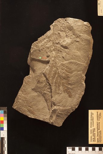 Archaeopteris macilenta Lesquereux